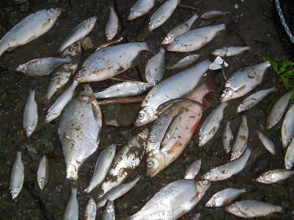 dead fish from River Thames pollution.jpg